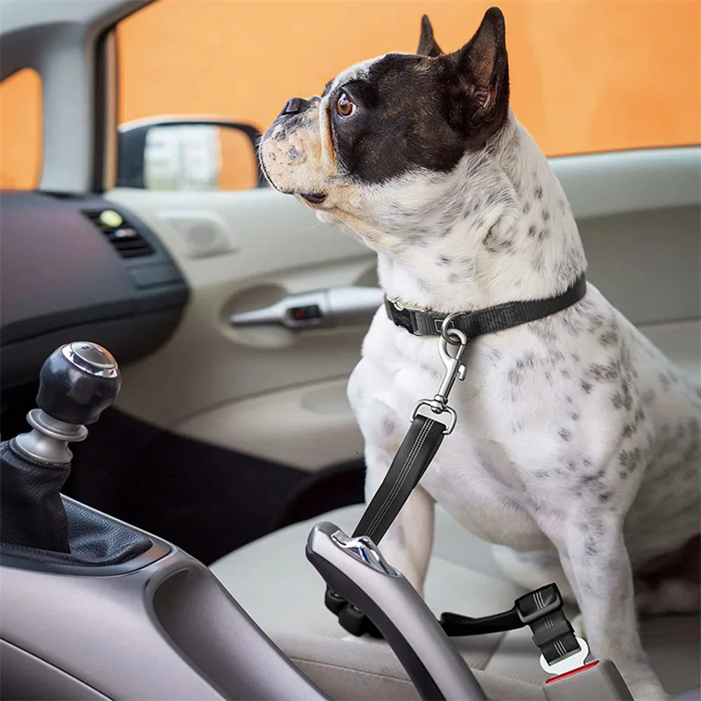 Buckled Seat Belt