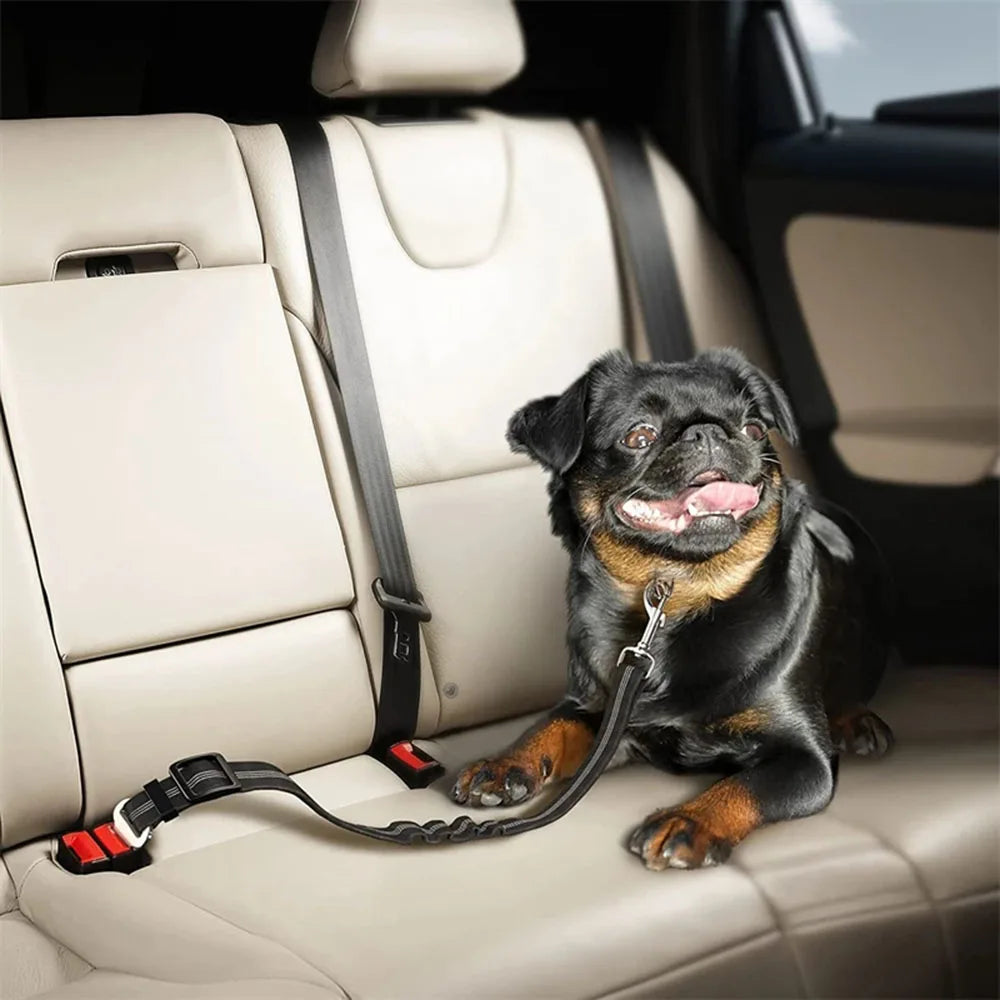 Buckled Seat Belt