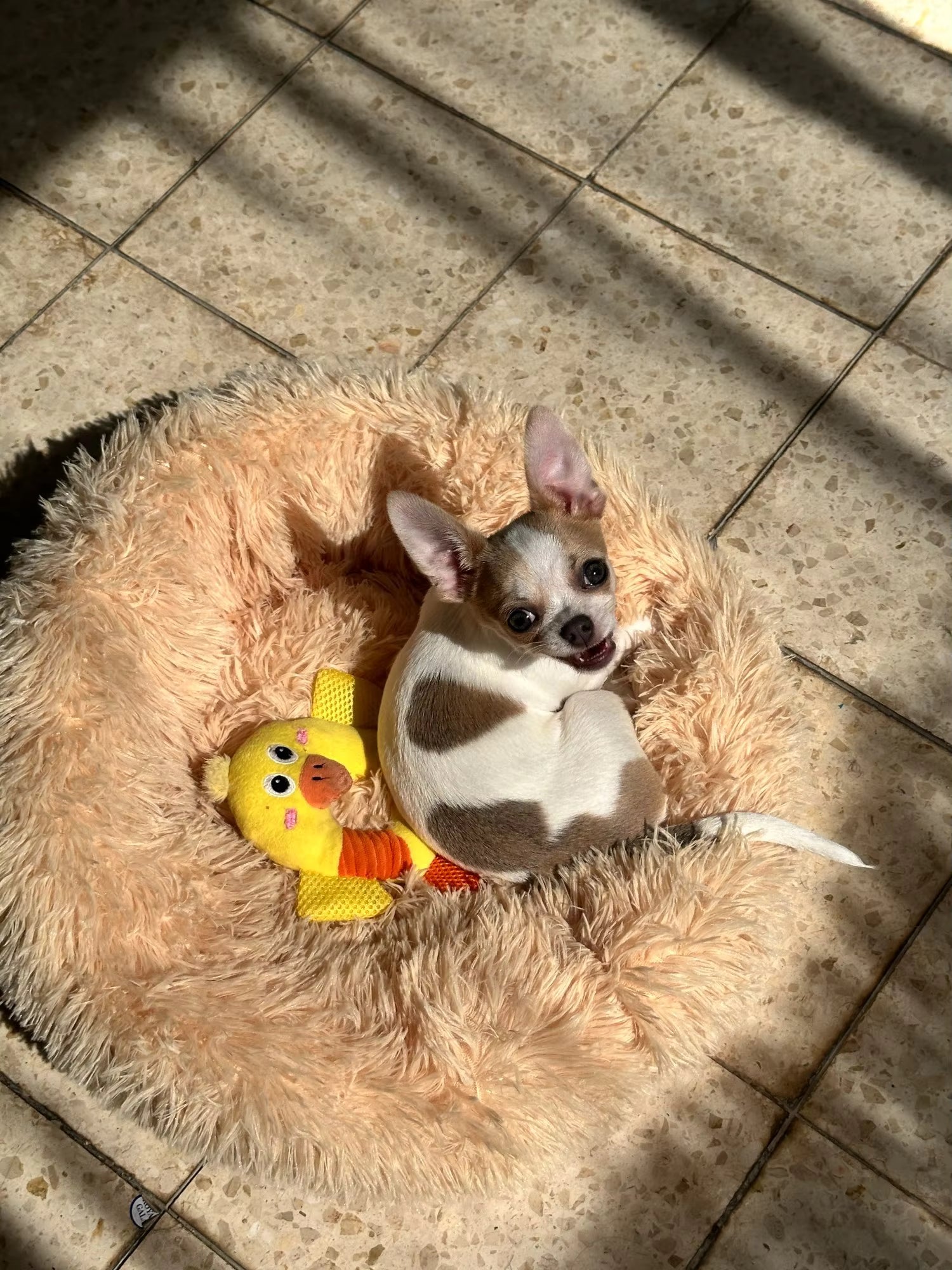 Round Plush Bed