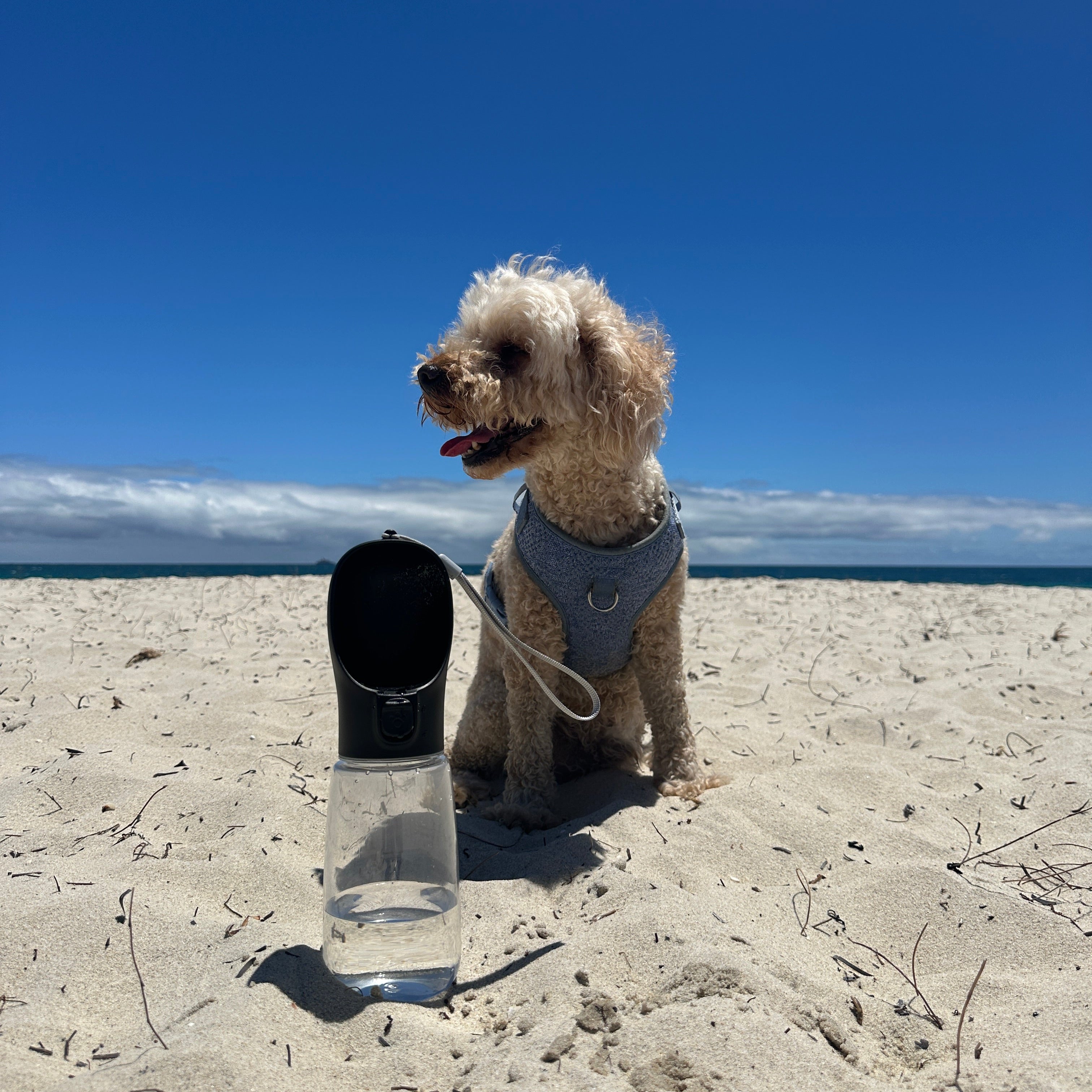 DoggoDiary Travel Bottle